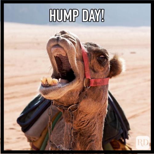 1-Hump Day