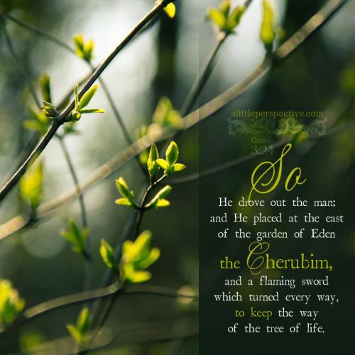 gen-3-24-KJV-pixabay