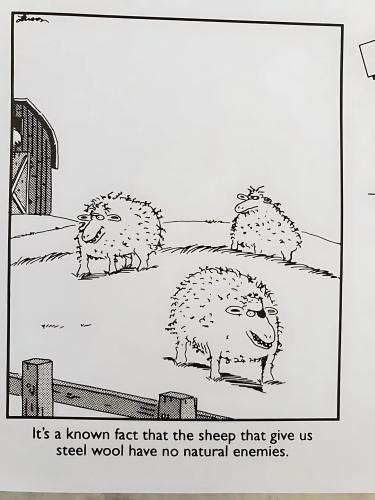 sheep-that-give-steel-wool