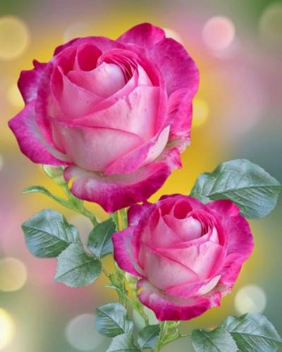 ,                             ,    ,