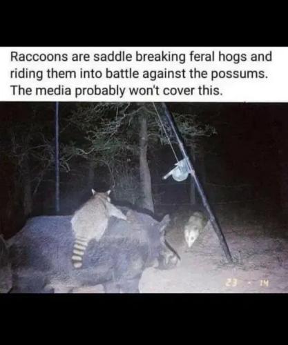 racoons-saddle-breaking-feral-hogs