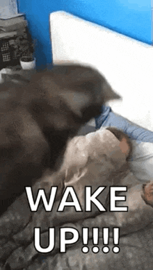 wake-up-dog