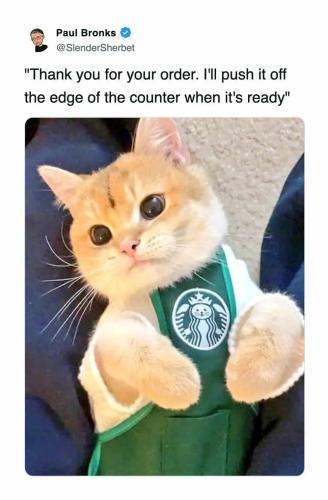 funniest-cat-tweets-of-the-week-1-2-25-6