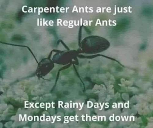 image_F1EFC1D7-0009-4260-9A5F-F2C4B4A9A27F