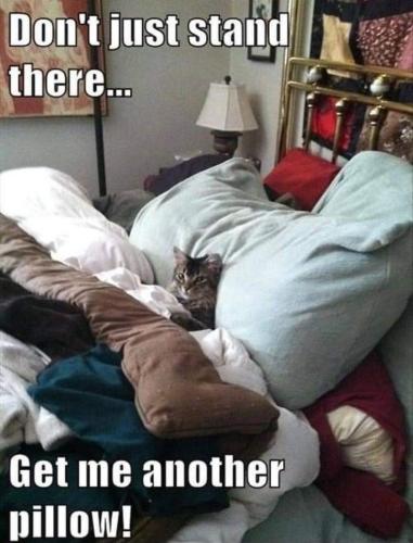 2f7dd58bc3629b086dad0ba233d7b624