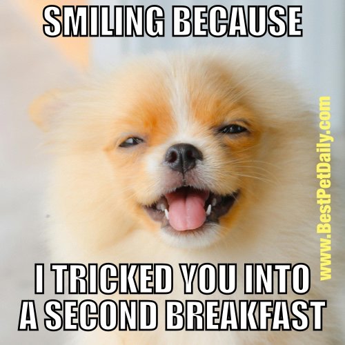Best+Pet+Daily+-+Meme+-+Smiling+Because+I+Tricked+You