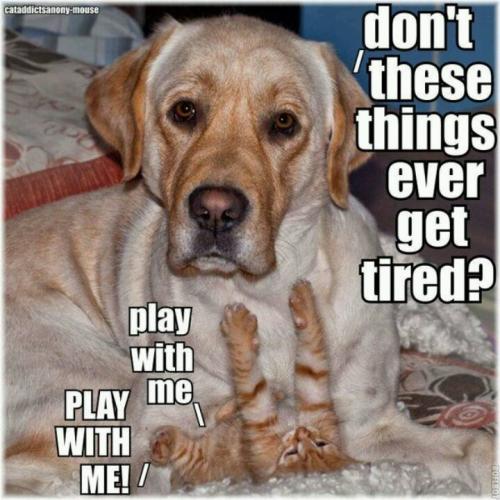 7d1ba9f76b25a817ed2312286f60440f