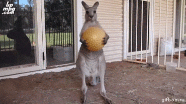 kangaroo