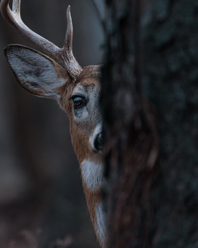 RDT_20260114_1354528738535173907563127