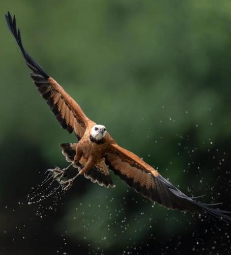 RDT_20260119_1342394446398702378774704