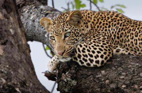 RDT_20260105_0741456262572263982761495