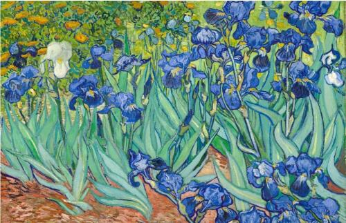 Vincent Van Gogh Irises