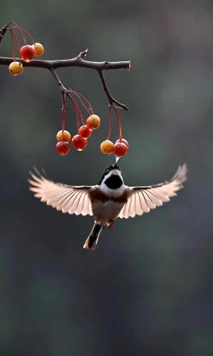 RDT_20260124_1743556361106190063078120