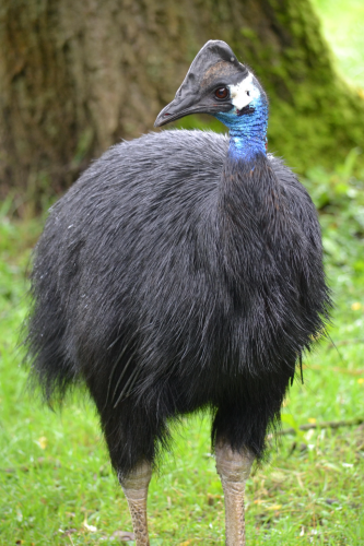 RDT_20260122_1003381537365825728438239