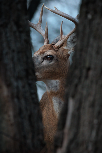 RDT_20260114_1401024862503985867023126