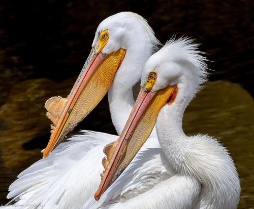 491759788_9811293982226011_5444790827589555670_n