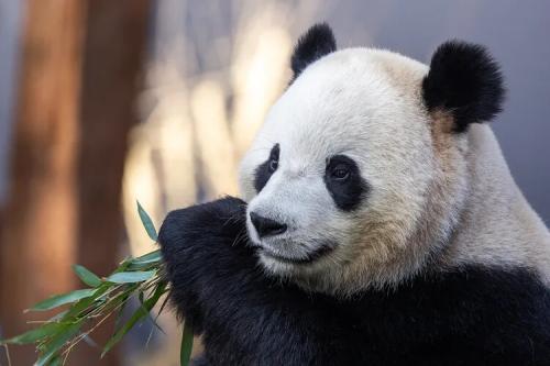 bao-li-eating-bamboo