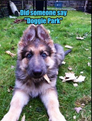 did-someone-say-doggie-park