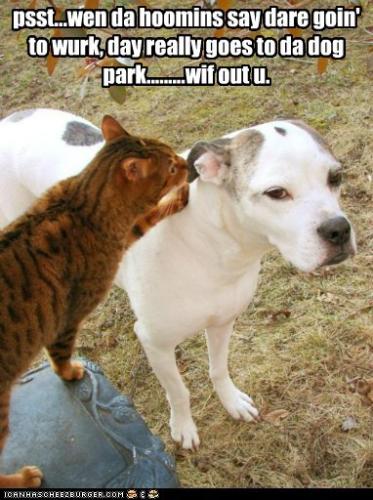 psstwen-da-hoomins-say-dare-goin-to-wurk-day-really-goes-to-da-dog-parkwif-out-u