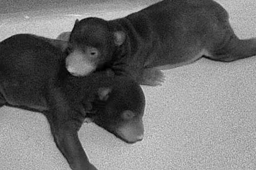 sloth_bear_den_ptz_1_5_2026_3_57_08_pm_est_-_cropped