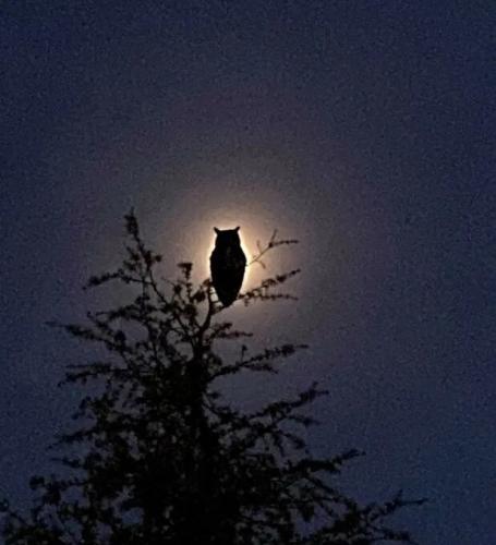 d25cd37dd41bfed32deef507dbda8b35