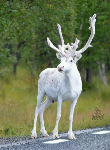 White Reindeer