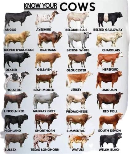 FB_IMG_1771779031331