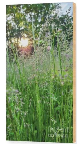 Screenshot_20260225_153616_Brave