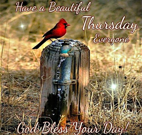 021926 - Beautiful Thursday Cardinal