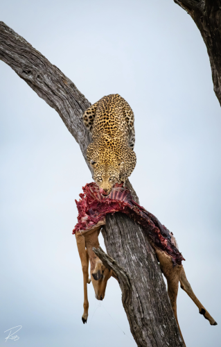 RDT_20260131_1302047737591729953619804