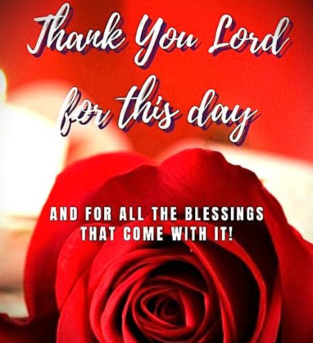 022326 - TY Lord, Red rose