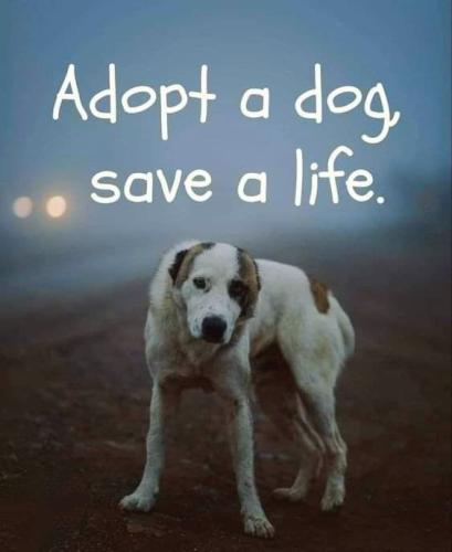 310818d1dd08fa778a07e26c76868c95