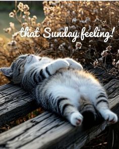 981323e0fd246c07181fa0a50144b934