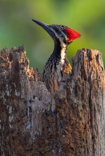 RDT_20260204_1454205413478854548775011