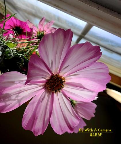 Screenshot_20260203_082221_Gallery