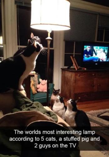 most-interesting-lamp