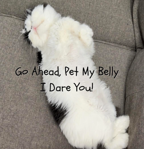 go-ahead-pet-my-belly-dare