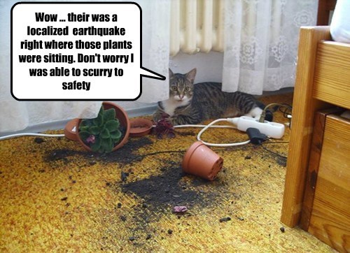 they-have-an-earthquake-every-time-new-flowers-are-brought-home