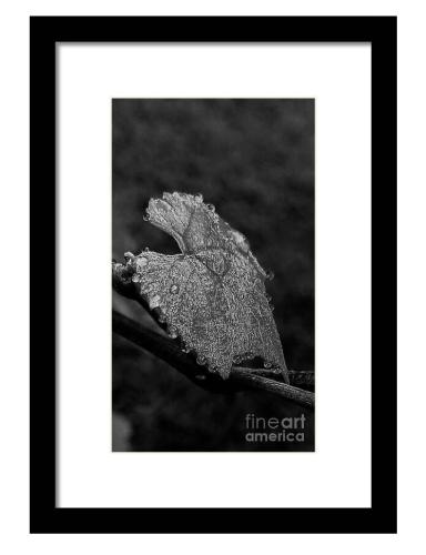 Screenshot_20260210_180617_Brave