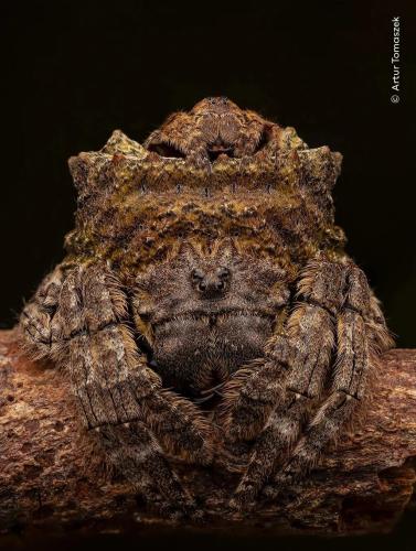 RDT_20260209_1246585372678059383029380