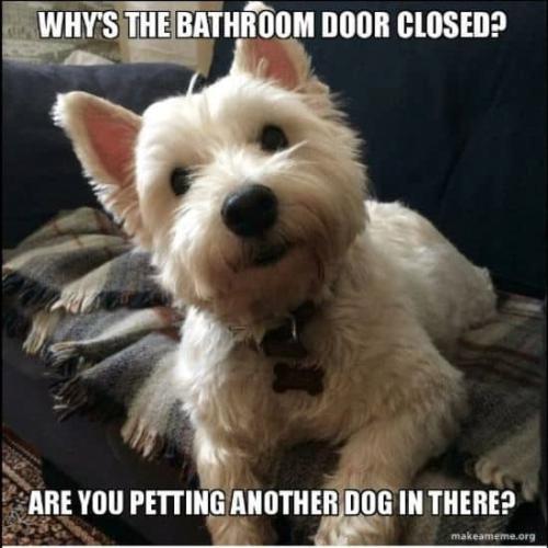 whys-bathroom-door-closed-are-petting-another-dog-there-makeamemeorg