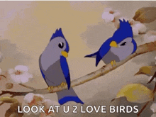 love-birds-birds