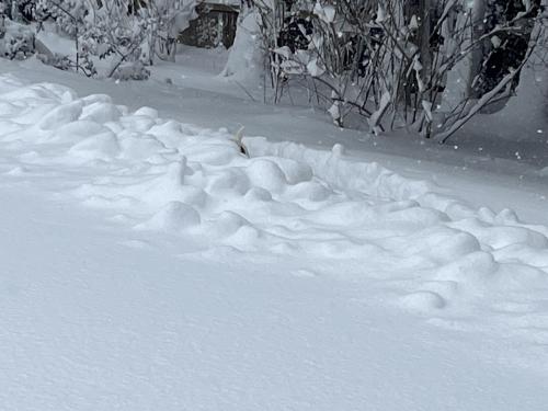 2bb1ea6f-1491-46ef-be46-c40de06727a4