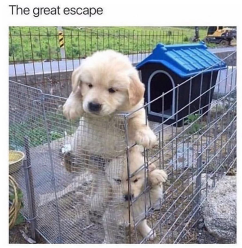 great-escape