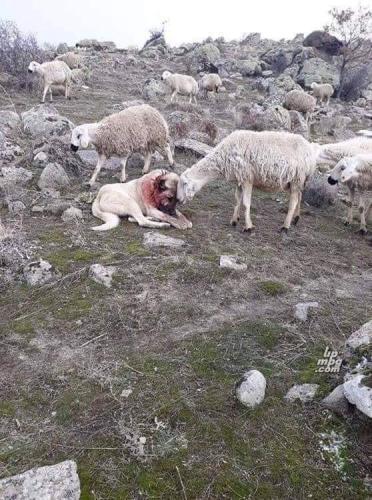 shows gratitude to the dog after saving them from a wolf