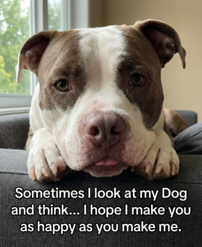 sometimes-look-at-my-dog-and-think-hope-make-as-happy-as-make