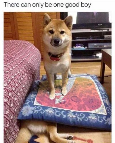 there-can-only-be-one-good-boy
