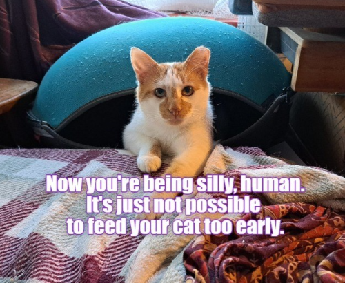 now-being-silly-human-s-just-not-possible-feed-cat-too-early