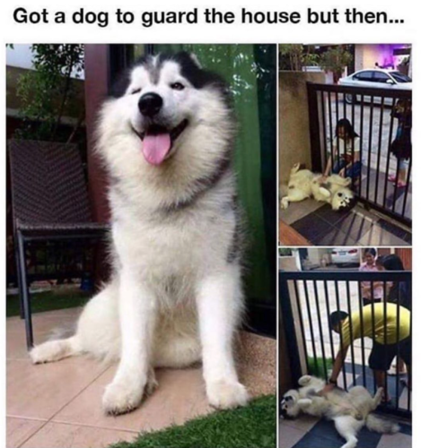 got-dog-guard-house-but-then