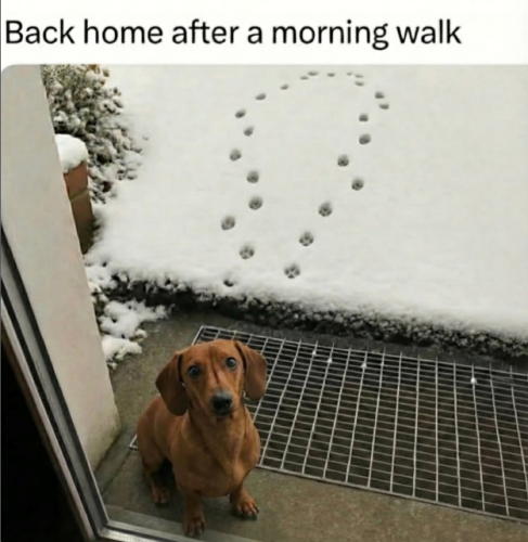 dachshund-refusing-to-go-in-the-snow-meme